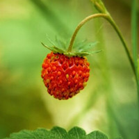 Fruits de saisons